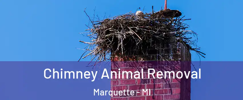 Chimney Animal Removal Marquette - MI