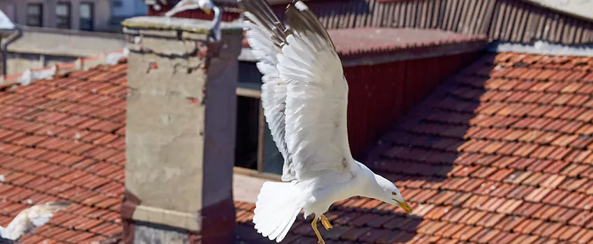 Residential Chimney Animal Removal Solution in Marquette, MI
