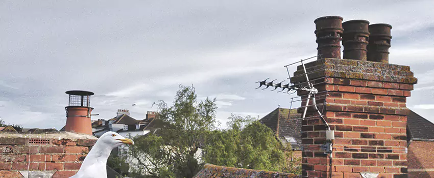 Chimney Cleaning And Restoration in Marquette, Michigan
